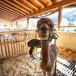 Schiefergut Family Resort Flachau 农家乐 *