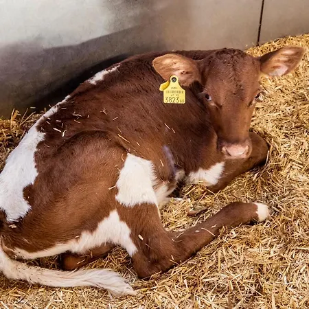 Bauernhof Vorderklinglhub Farma