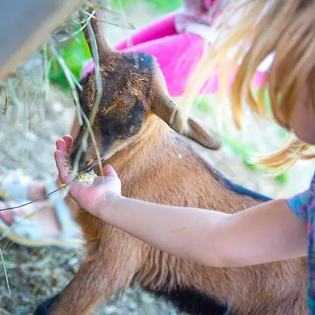 Farma Bauernhof Vorderklinglhub Flachau