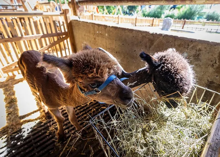 Farma Bauernhof Vorderklinglhub Flachau