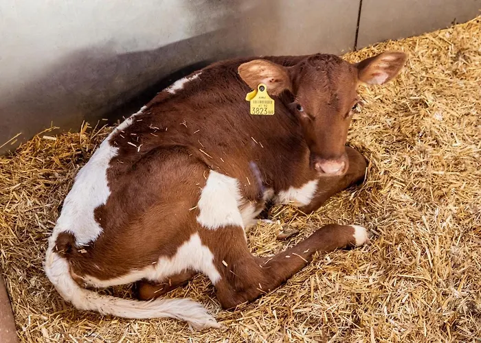 Bauernhof Vorderklinglhub Farma