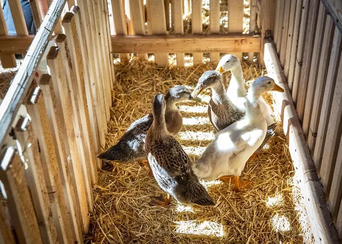 Bauernhof Vorderklinglhub Farm stay Flachau