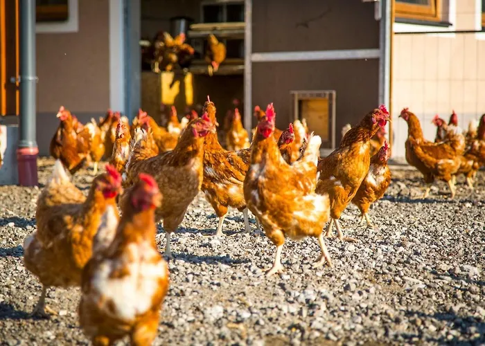 Farm stay Bauernhof Vorderklinglhub